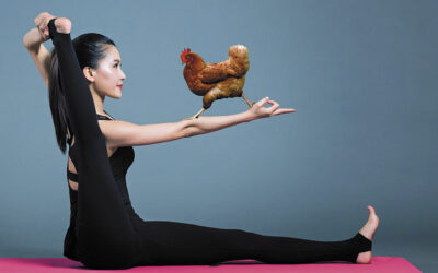 Yoga au poulet