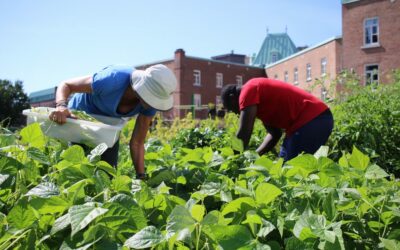 L’École d’été sur l’agriculture urbaine prend racine à Québec