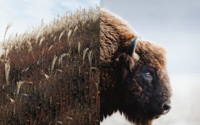 Le bison guérisseur